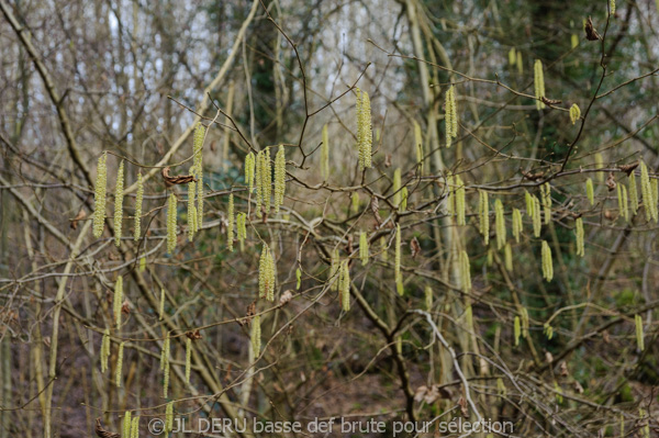 bois en hiver